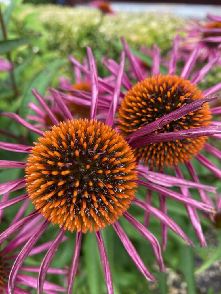 117