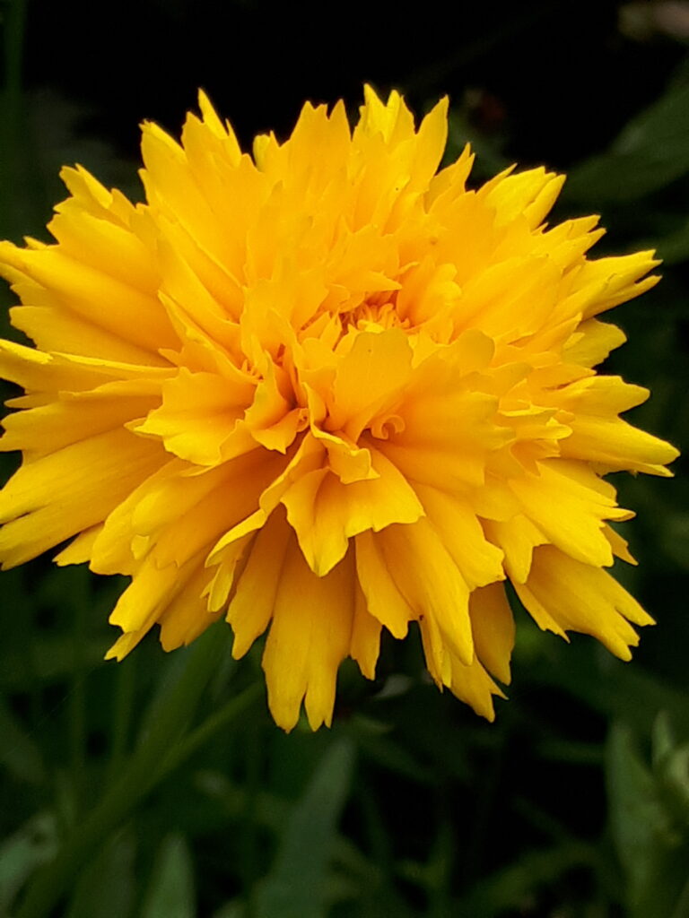 141
