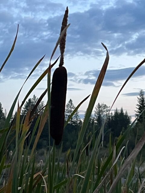 176