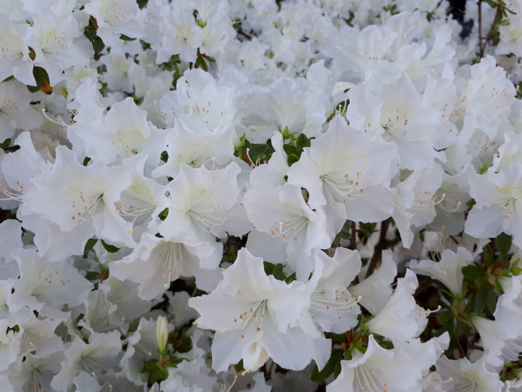 19
