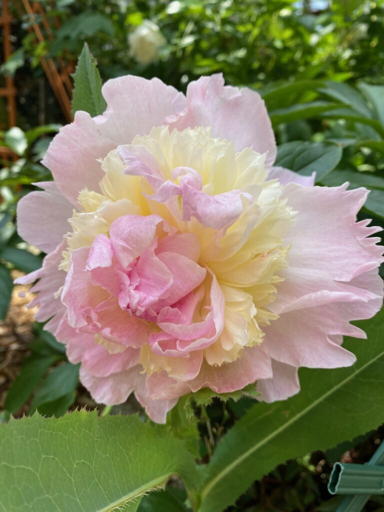 26