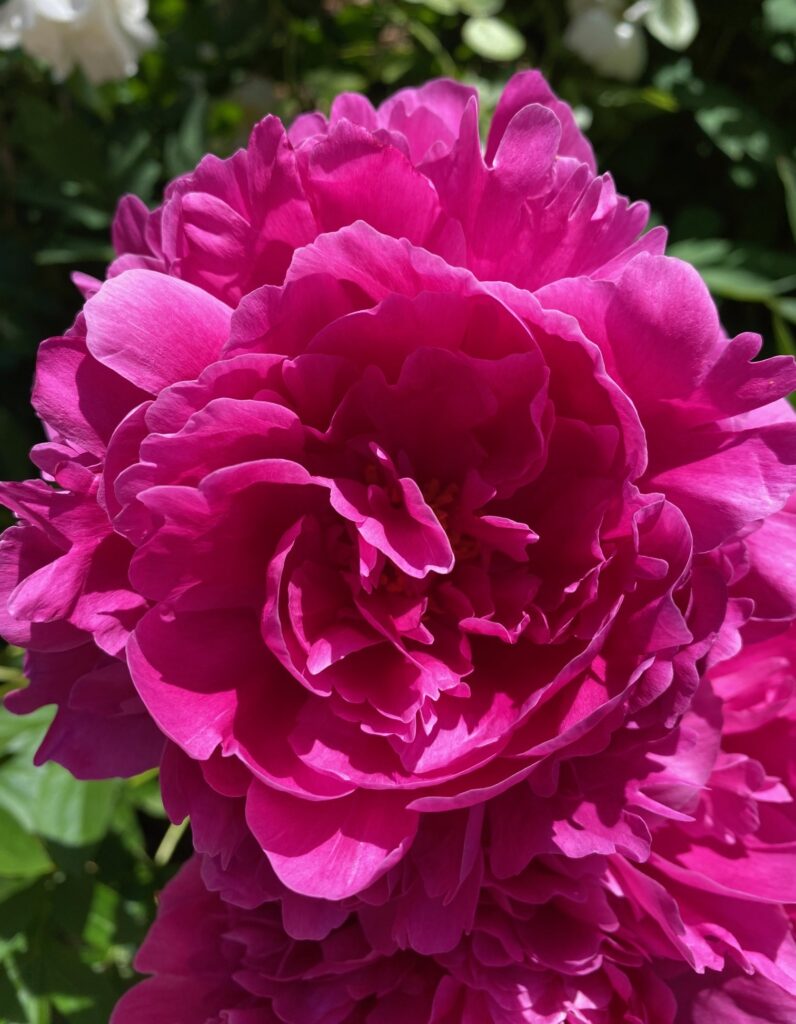 29