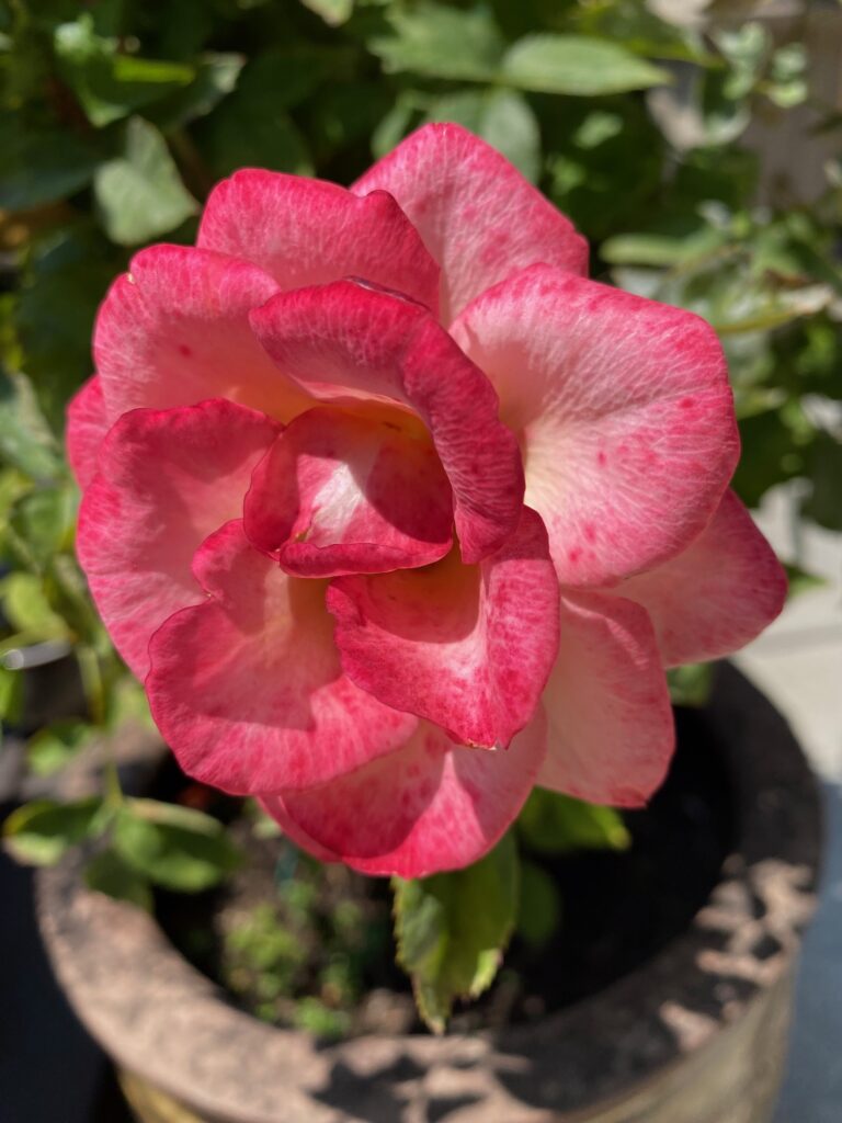 55